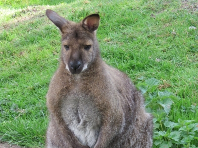 Gus